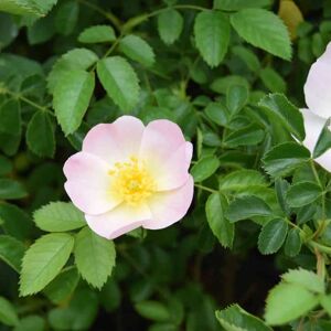 Rosa canina (S) 80-100 cm